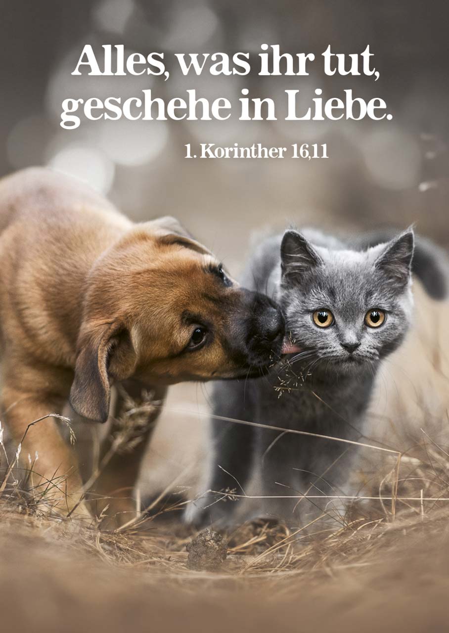 Postkarte Jahreslosung 2024 Hund und Katze