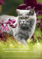 Kalender Mein Katzenkalender - Posterkalender