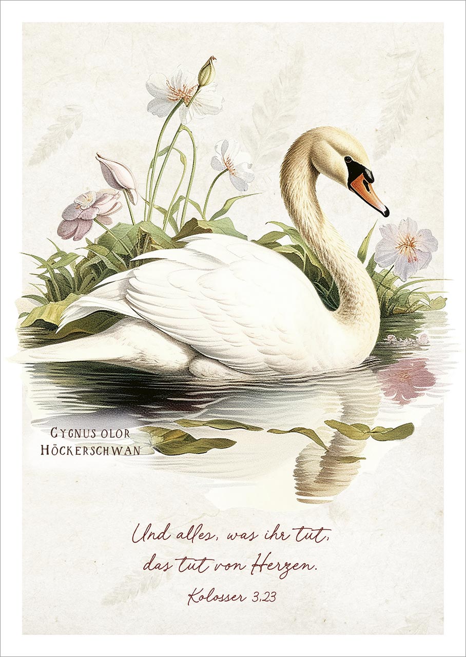 Postkarten Und alles, was ihr tut, das tut von Herzen - Höckerschwan