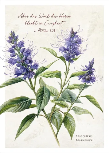 Postkarten Aber das Wort des Hern bleibt in Ewigkeit  - Bartblumen - 1 Petrus 1.24