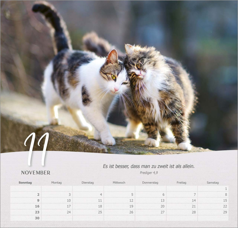 Katzen - Wandkalender