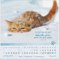 Kleine Katzen-Tatzen - Postkartenkalender