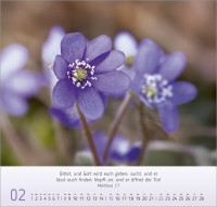 Gesichter der Natur - Wandkalender