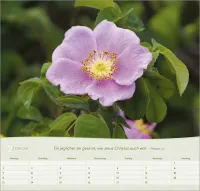Rosen - Wandkalender