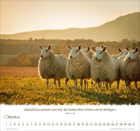 Kalender Ein Leben für die Schafe - Wandkalender