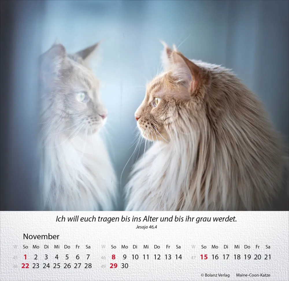 Kalender Katzen - Tischkalender