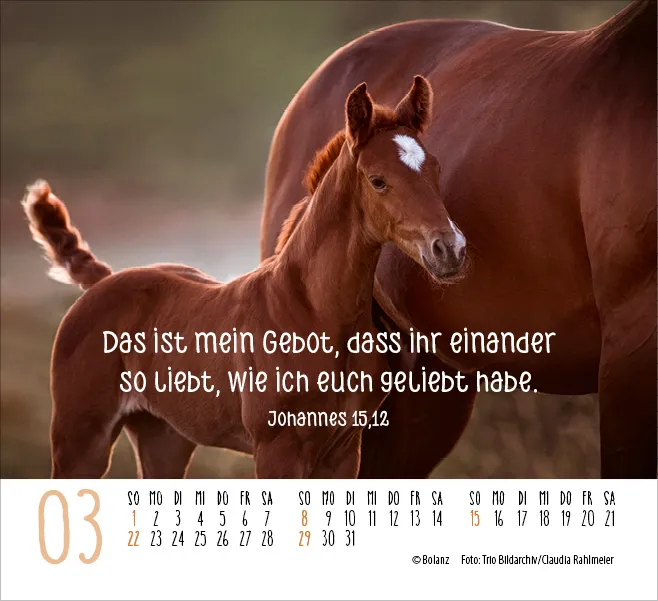 Kalender Pferde - Elegante Schönheiten - Minikalender