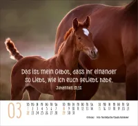 Pferde - Elegante Schönheiten - Minikalender