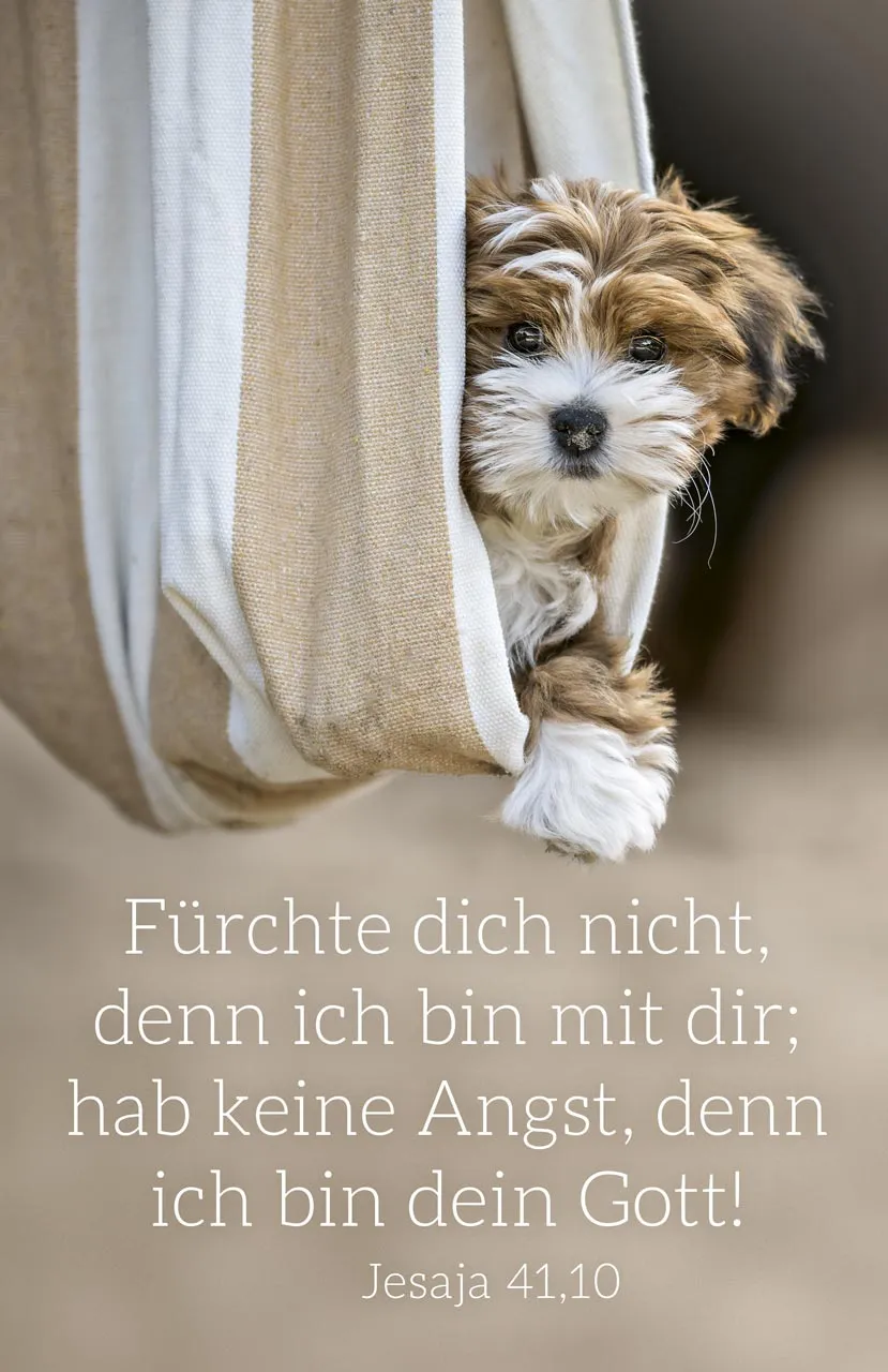 Kalender Kärtchen - Hund - Jesaja 41.10 (Jahreskalender)