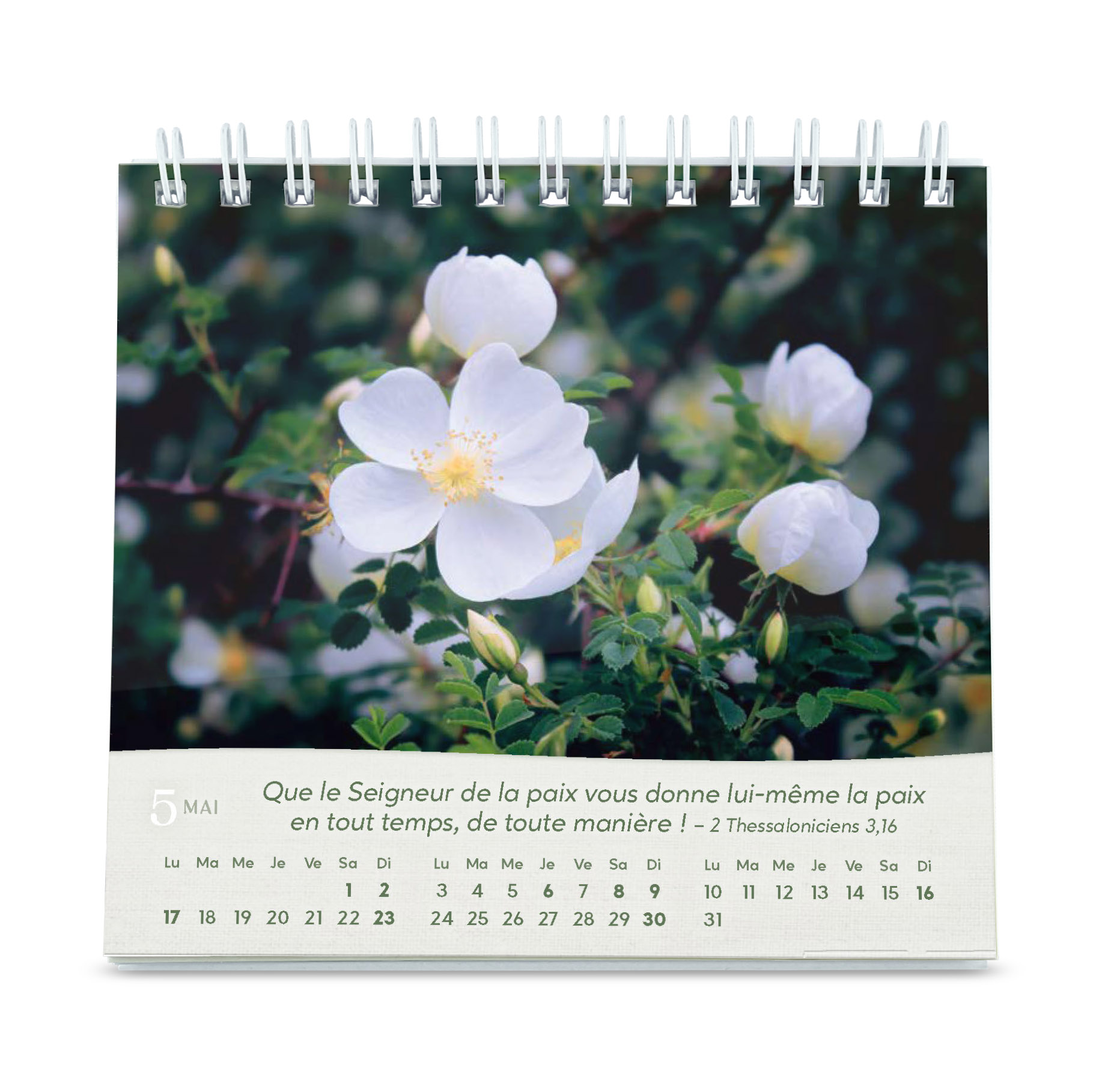 Roses - Petit calendrier avec 12 magnifiques photos de roses