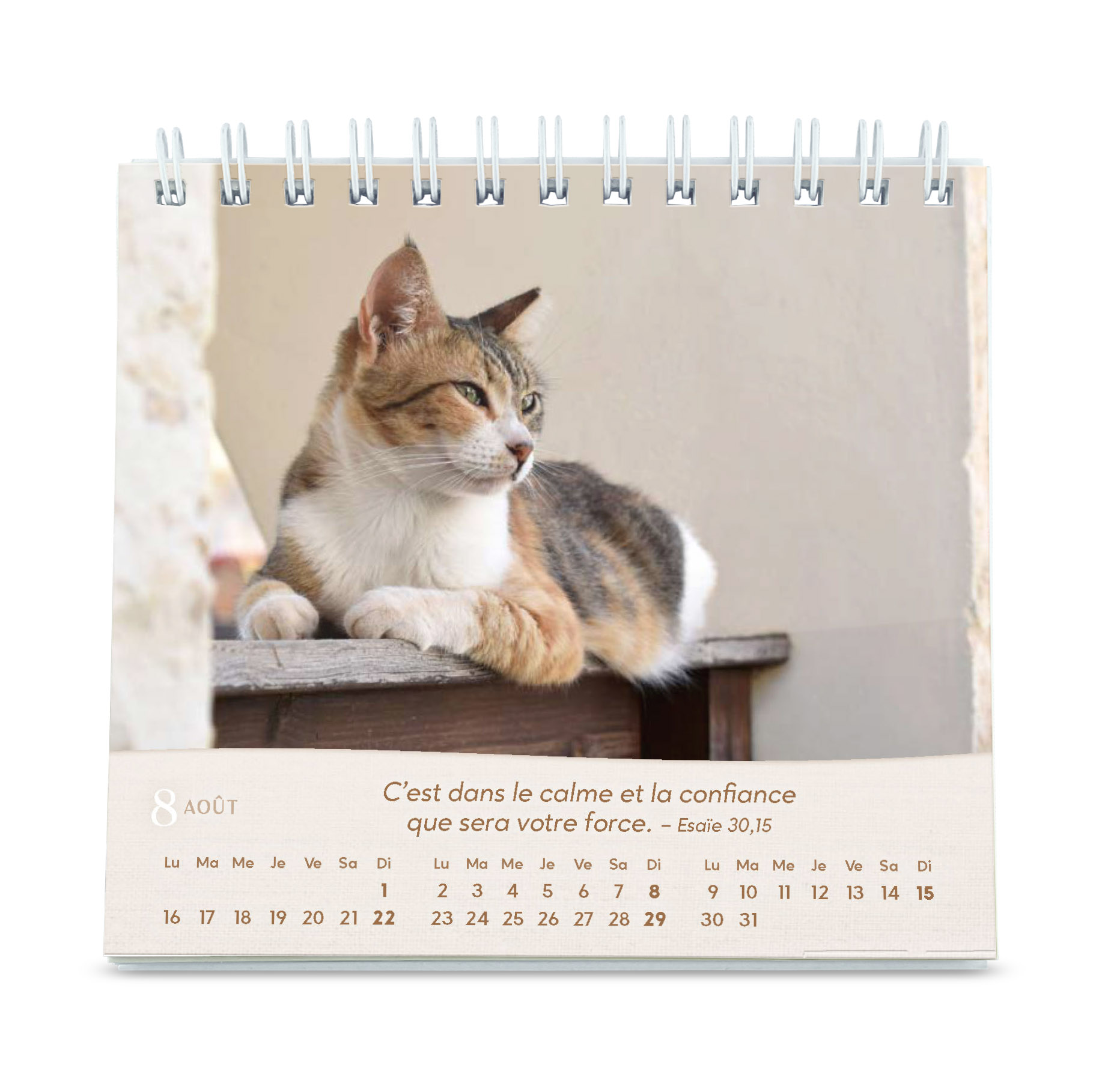 Chats (Les) - Petit calendrier avec 12 belles photos de chats