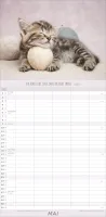 Familienplaner Katzen - Anmut auf vier Pfoten