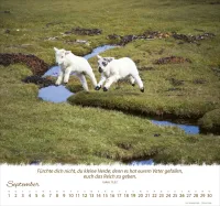 Ein Leben für die Schafe - Wandkalender