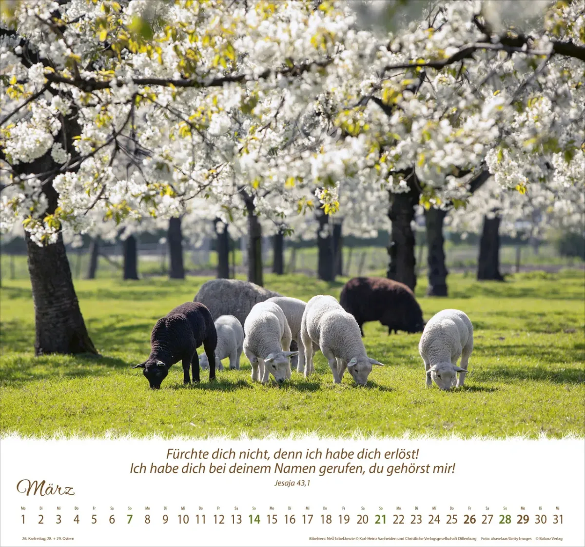 Ein Leben für die Schafe - Wandkalender
