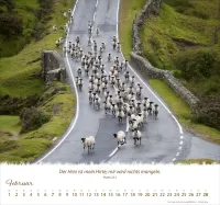 Ein Leben für die Schafe - Wandkalender