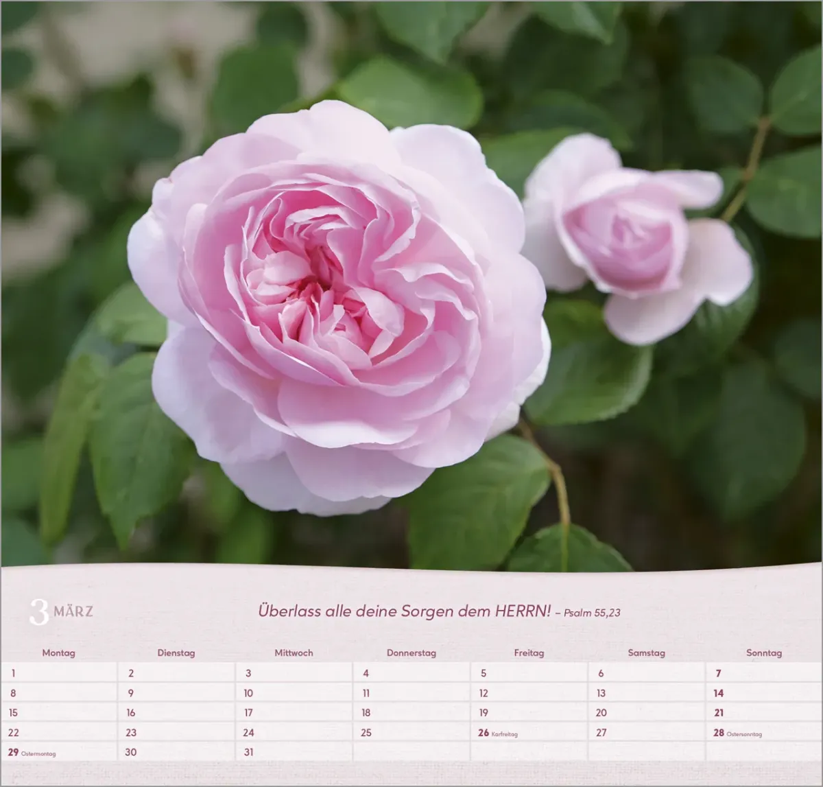 Rosen - Wandkalender
