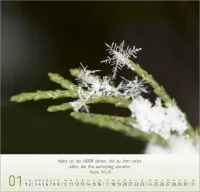 Gesichter der Natur - Wandkalender