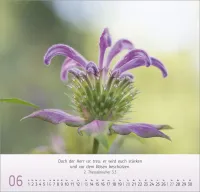 Gesichter der Natur - Wandkalender