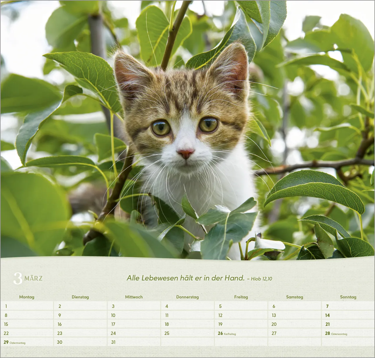 Katzen - Wandkalender