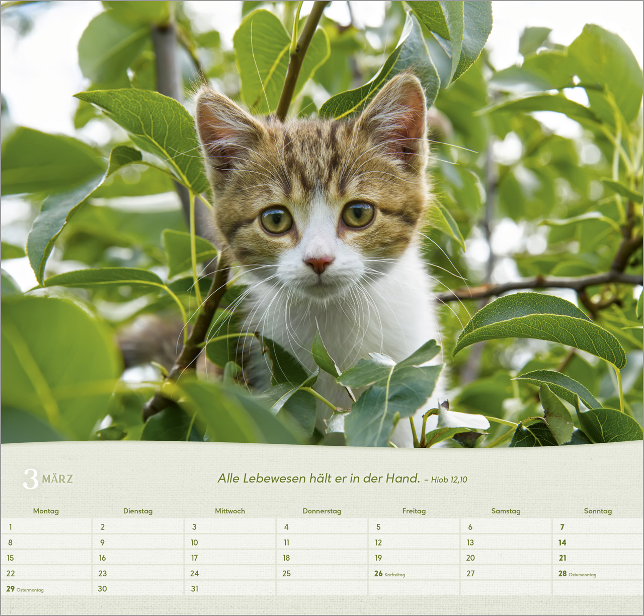 Katzen - Wandkalender