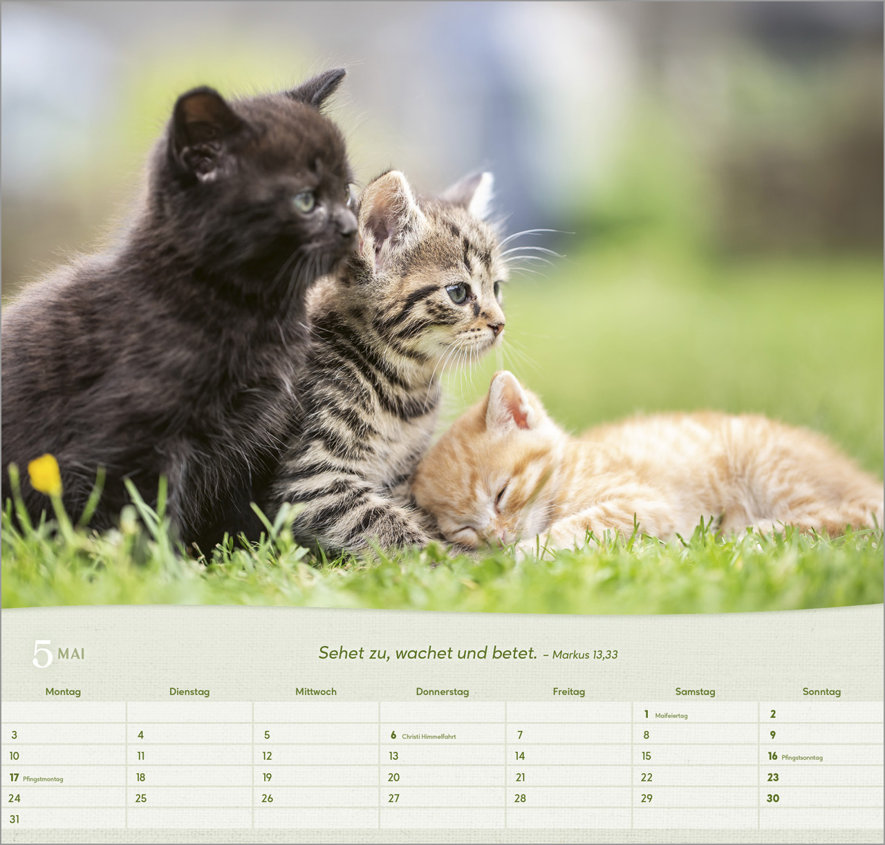 Katzen - Wandkalender