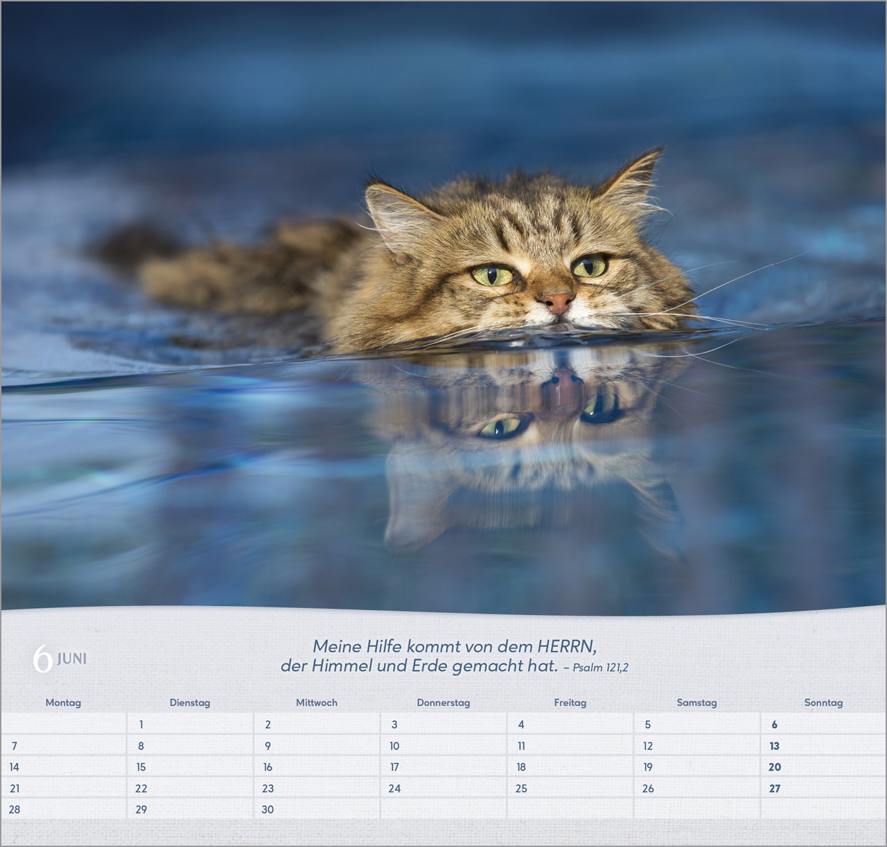 Katzen - Wandkalender