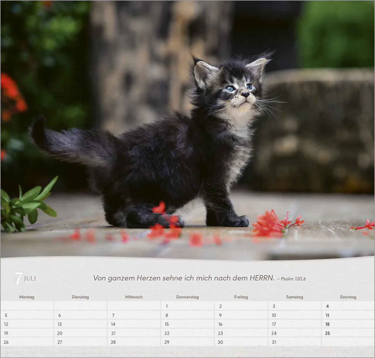 Katzen - Wandkalender