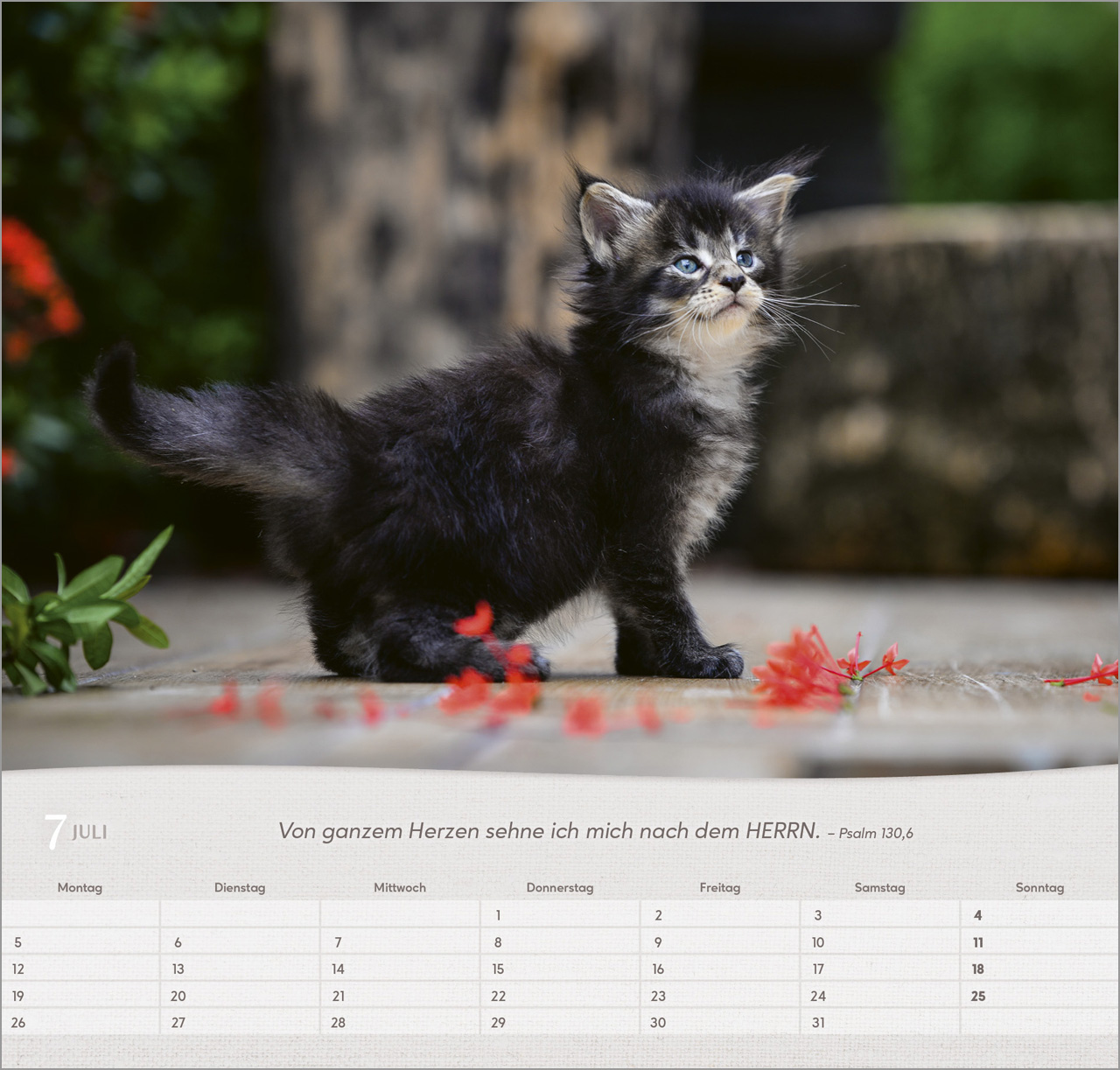 Katzen - Wandkalender