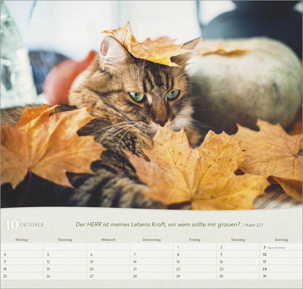 Katzen - Wandkalender