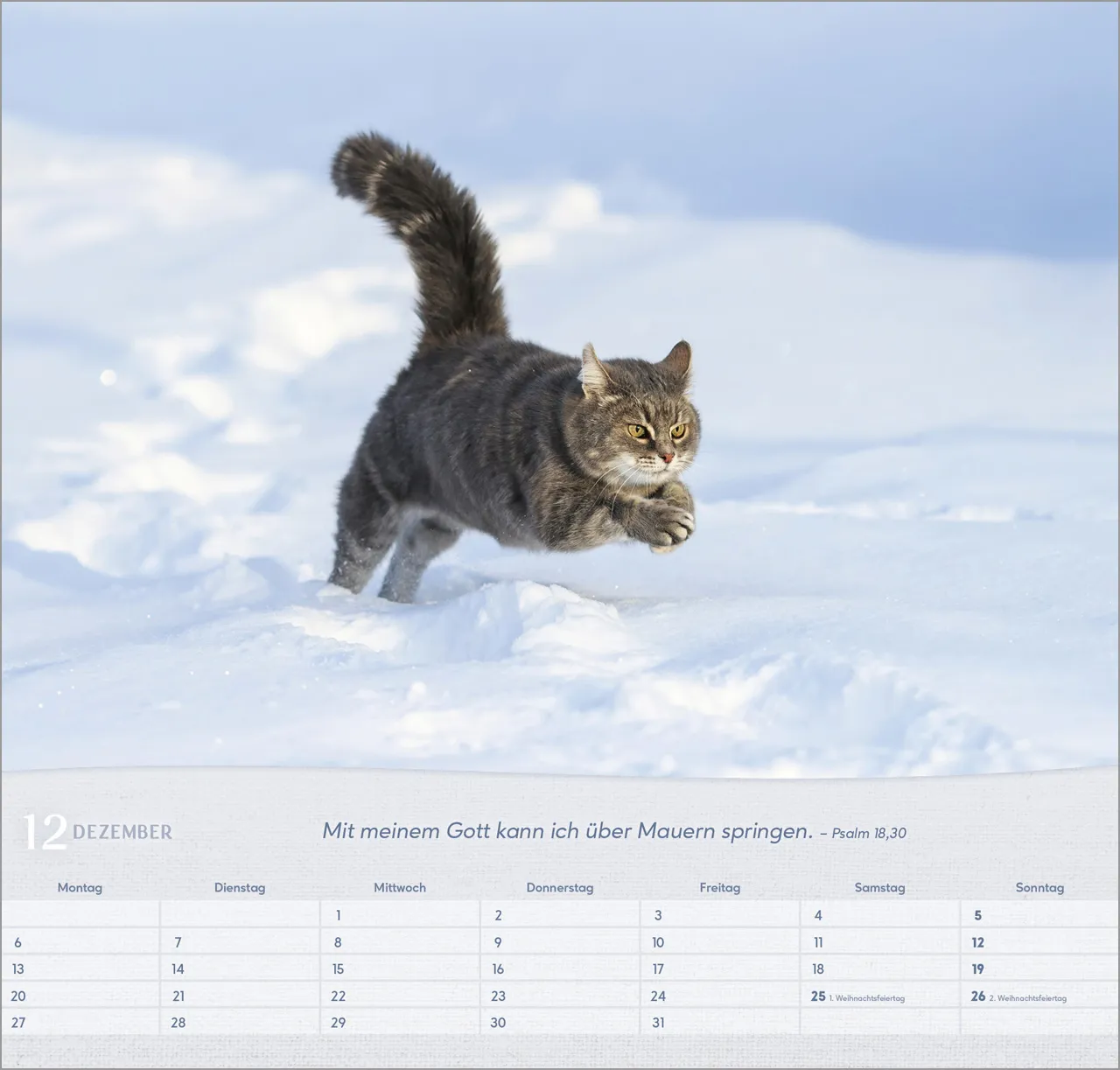 Katzen - Wandkalender