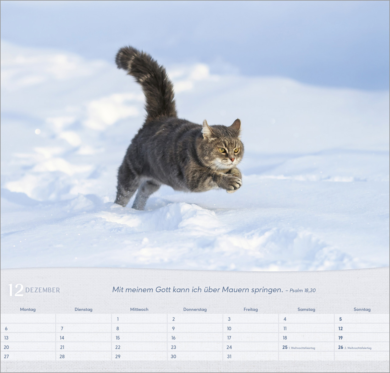 Katzen - Wandkalender