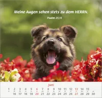 Ich hab dich gern - Wandkalender