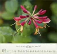 Blumen Impressionen - Wandkalender