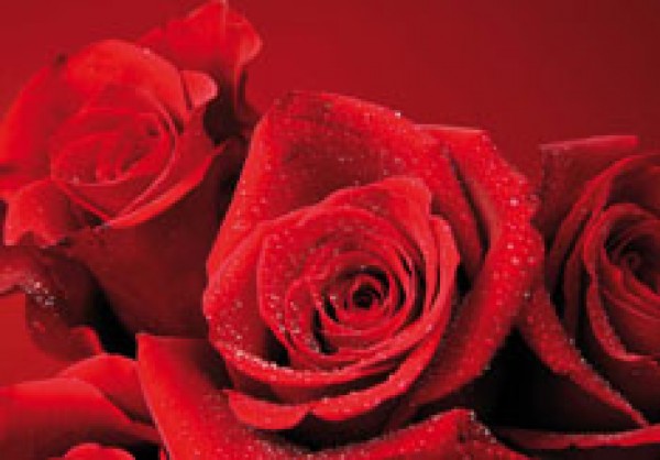 Riesensticker 3D, Rose