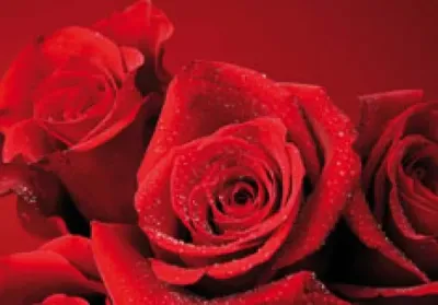 Riesensticker 3D, Rose