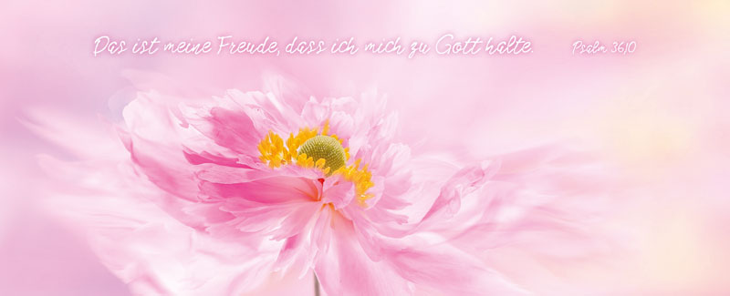 Metalltafel Rosa Blüte