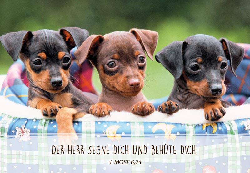 Neujahrslose 100 Stück Tiere